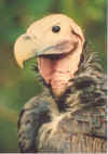 Vulture-1.jpg (54703 bytes)
